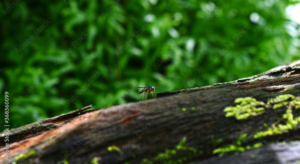 Moss and green leaves It occurs in humid and cool places. Moss and green leaves It occurs in humid and cool places.