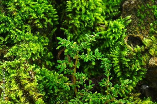 Moss and green leaves It occurs in humid and cool places.