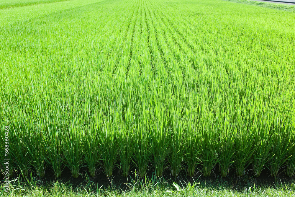 Obraz premium 初夏に元気よく伸びた稲の苗 