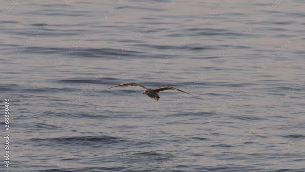 Slow motion seagull flying low over Raritan Bay, eventually lands on old dock pilings, knocking off another seagull. Filmed in Cliffwood Beach, NJ. Slow motion seagull flying low over Raritan Bay, eventually lands on old dock pilings, knocking off another seagull. Filmed in Cliffwood Beach, NJ.