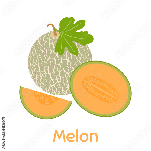Melon. Vector Illustration EPS
