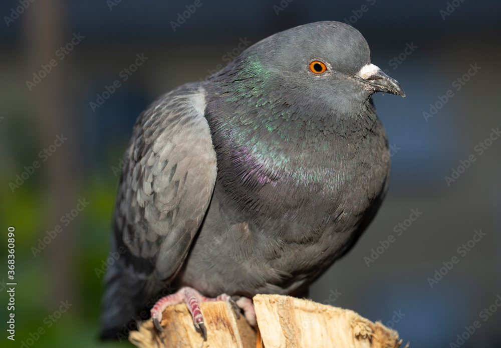 Obraz premium Rock dove, or common pigeon, is a member of the bird Columbidae. A young male bird is sitting on a post.