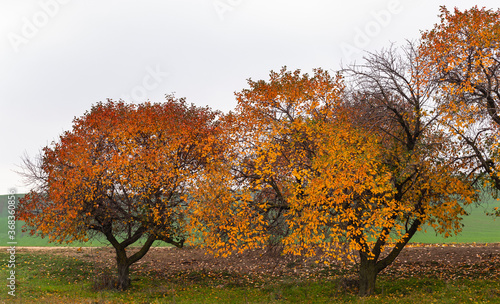 Cherry tree with reddening leaves. Autumn  fall landscape with a tree full of colorful  falling leaves  sunny blue sky. Perfect seasonal theme. Flora with red-scarlet foliage.