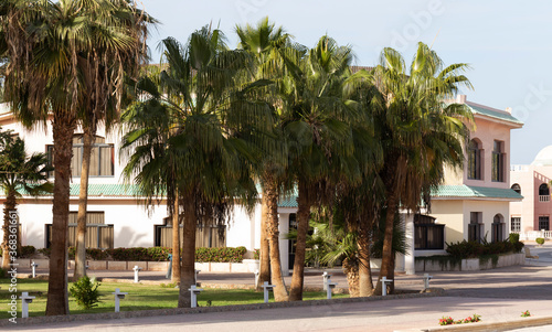 Washingtonia filifera, also known as desert fan palm, California fan palm and petticoat palm.