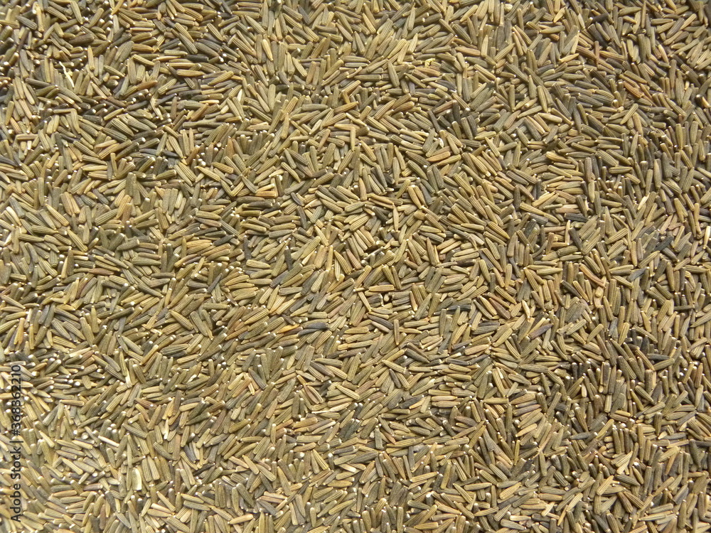 Brown and black color raw whole Bitter cumin seeds Brown and black color raw whole Bitter cumin seeds