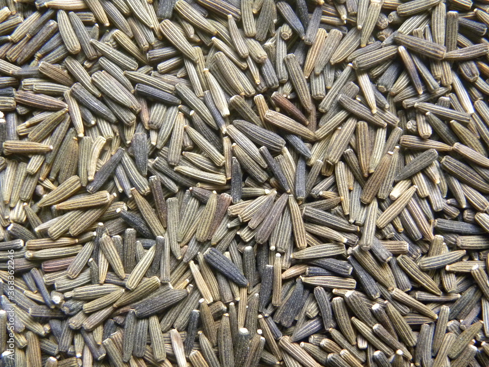 Brown and black color raw whole Bitter cumin seeds