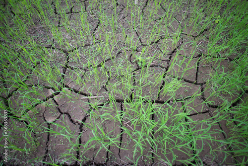 Rice field in Thailand, Prematurely dried out due to lack of rain. Rice seedlings growing on the barren fields and no water in drought rice​ field​ with​ cracked​ soil