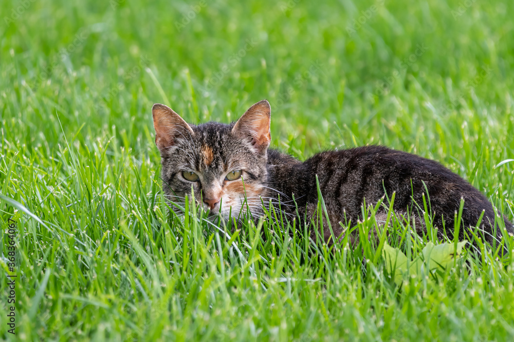 Gray and black tabby cat laying in green grass