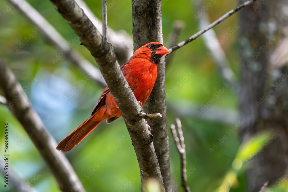 A bright red male cardinal perched on a branch with branches and leaves blurred in the background A bright red male cardinal perched on a branch with branches and leaves blurred in the background