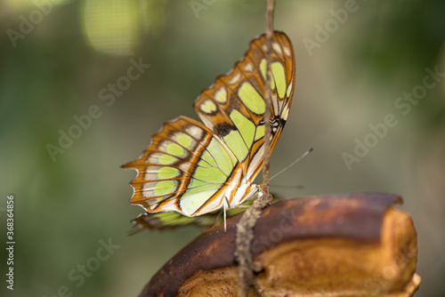Butterfly on banana
