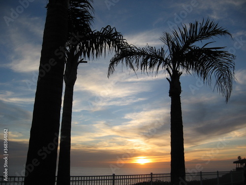 California palm trees during sunset