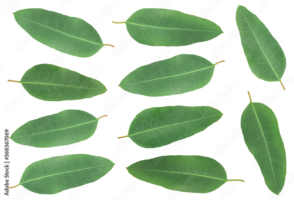 Eucalyptus leaves isolated on white background. Eucalyptus leaves isolated on white background.