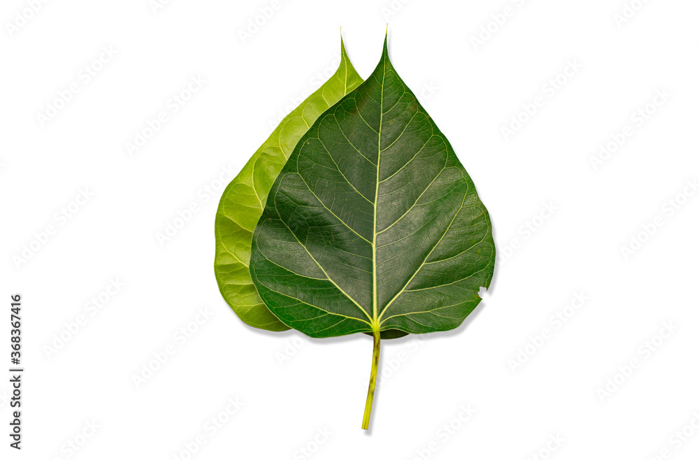Fresh green leaves in nature on a white background Fresh green leaves in nature on a white background
