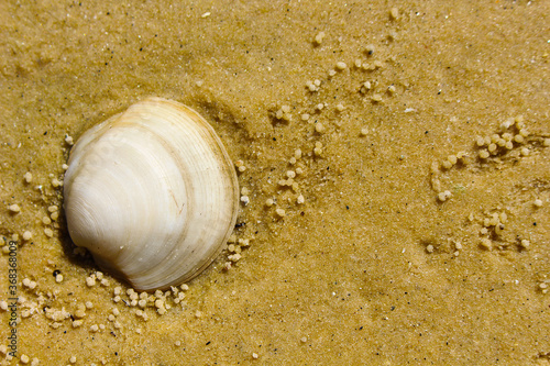  Shell on wet beach sand