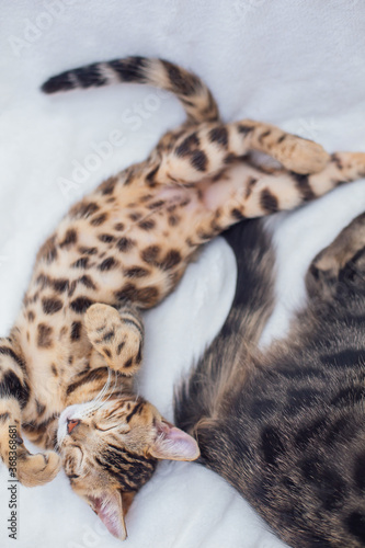 Two Bengal cats sleeping on the white background.