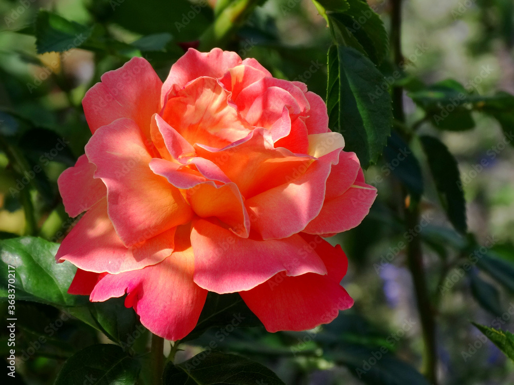 Fresh rose blooming in garden during summer season. Rose is a woody perennial flowering plant of the genus Rosa, in the family Rosaceae, colours ranging from white through yellows and reds. Fresh rose blooming in garden during summer season. Rose is a woody perennial flowering plant of the genus Rosa, in the family Rosaceae, colours ranging from white through yellows and reds.