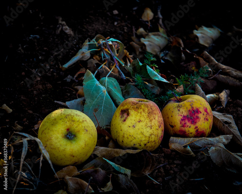 Rotting apples on the ground, apple delicious, California crop, wastage concept