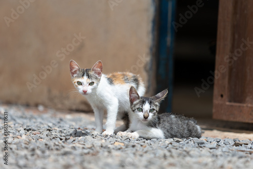 two kittens on rocks
