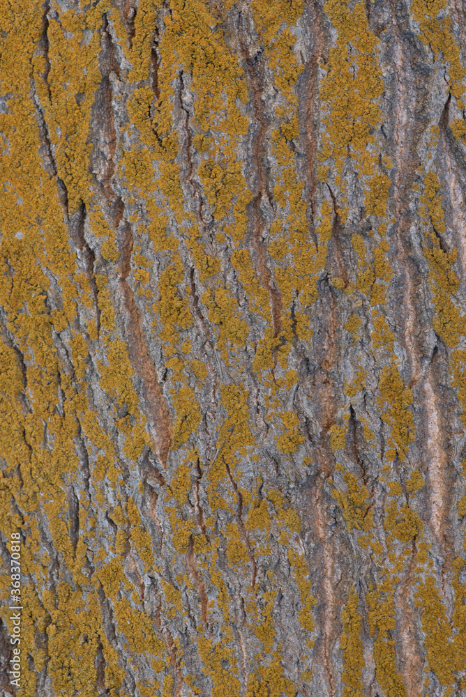 The bar of an oak tree covered in yellow lichen, texture and background