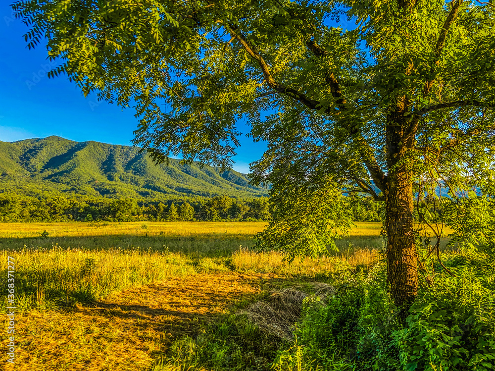 trees in the mountains