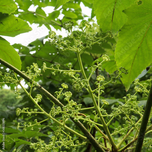 タラノキの花