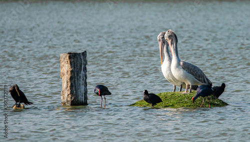 Spot-billed pelicans
