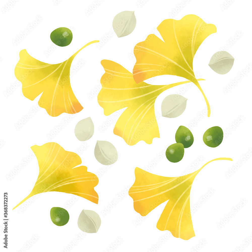 イチョウの葉と銀杏の手描きイラスト 4 Stock Vector Adobe Stock