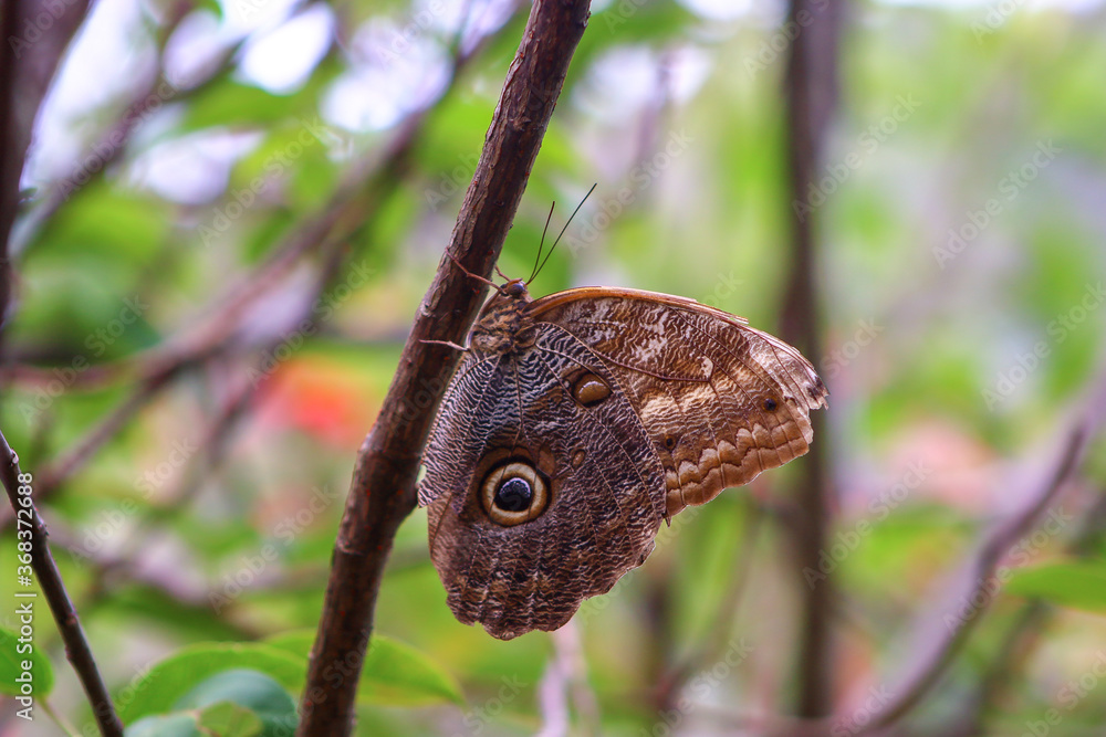 Fototapeta premium close up of a butterfly