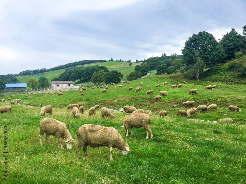 Flock of Sheep grazing on Grassy Field with farmers house in Gangwon-do, South Korea Flock of Sheep grazing on Grassy Field with farmers house in Gangwon-do, South Korea