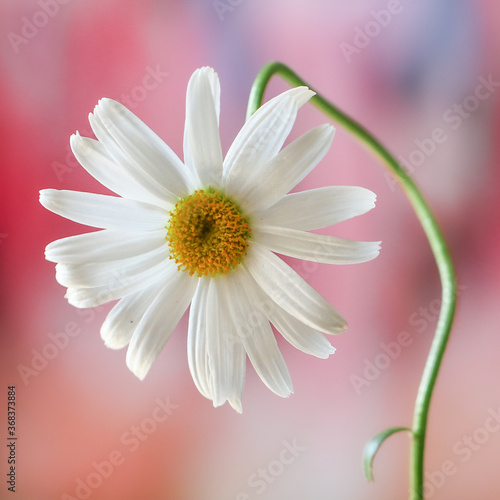 daisy flower close up