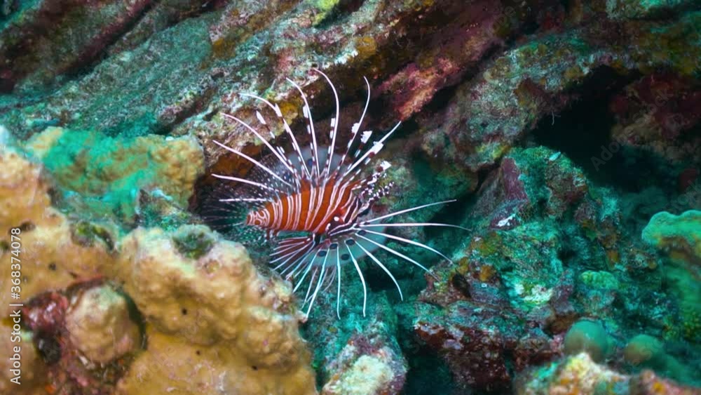 Poisonous lionfish floating in coral reef shallows, close up shot Poisonous lionfish floating in coral reef shallows, close up shot