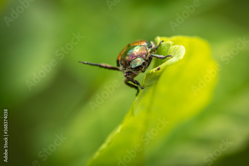 bug on leaf © jacob
