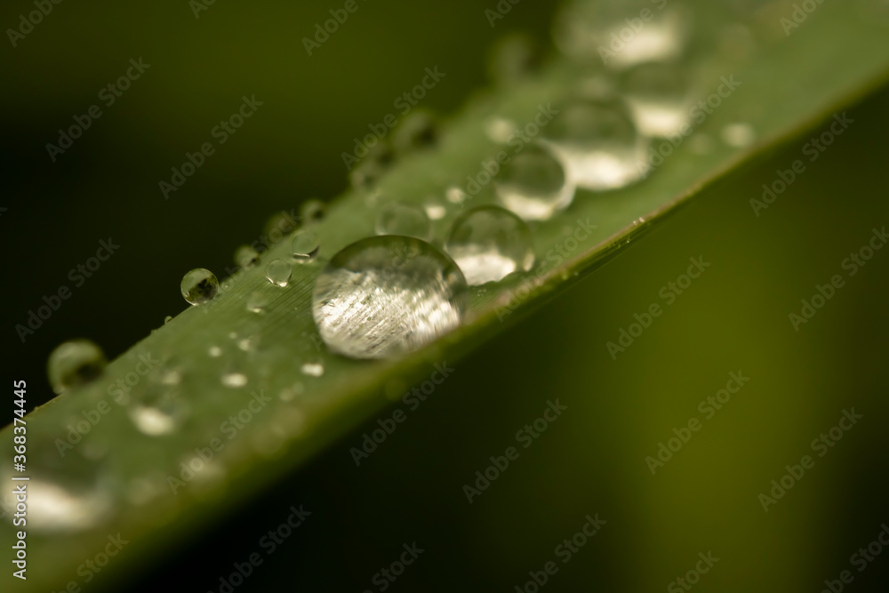 water drops on a leaf water drops on a leaf