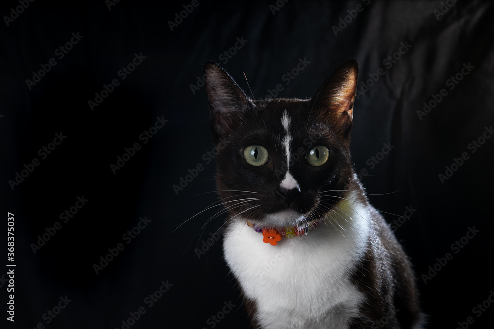 common cat on black background 