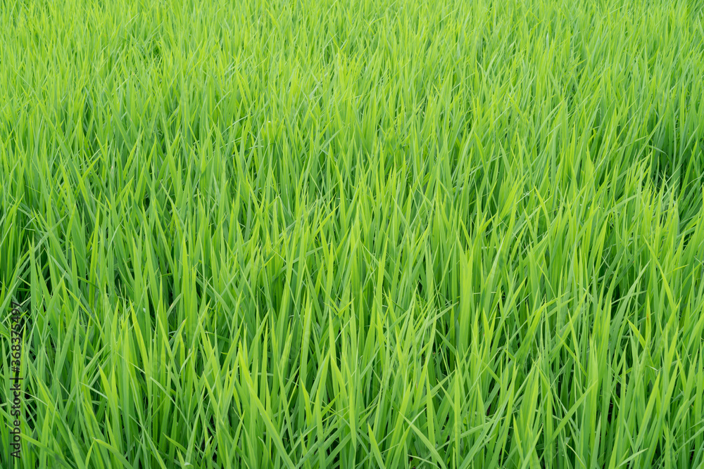 稲の畑