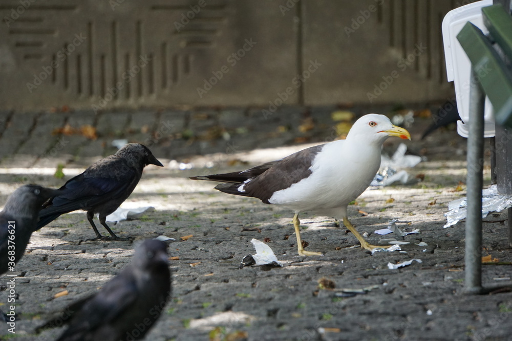 Obraz premium Gaviota y cuervos