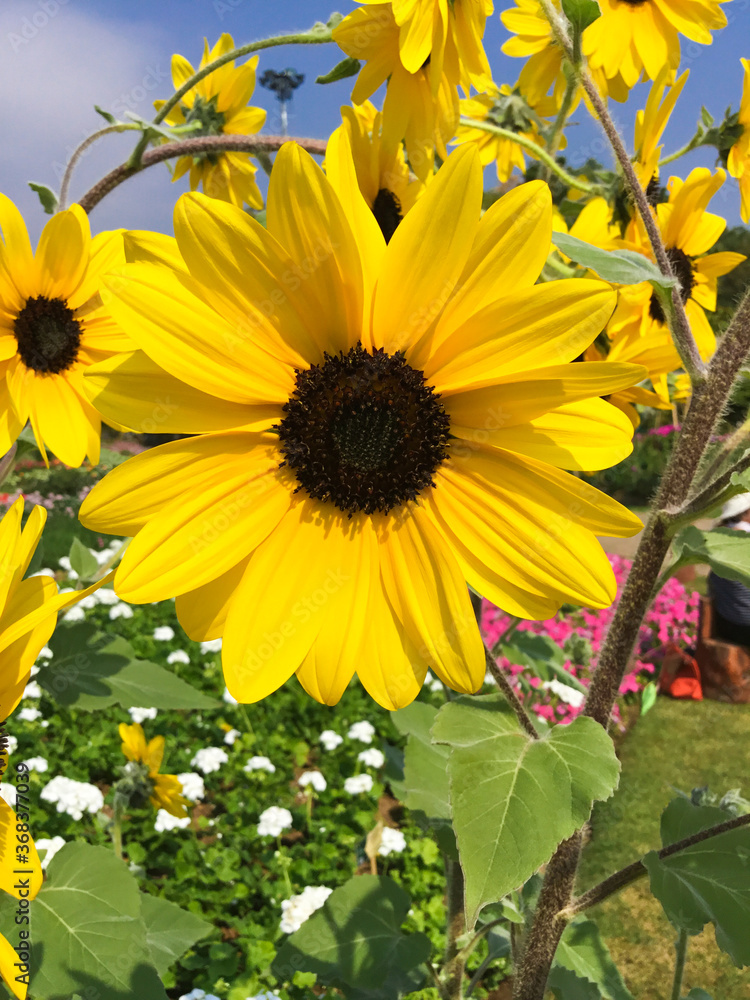 Obraz premium sunflowers in the garden