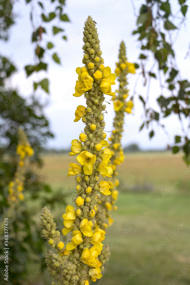 Verbascum blossoms. In gardening and landscaping, Verbascum is valued for the tall narrow stature