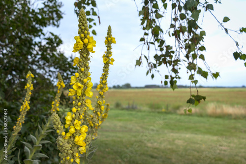 Obraz na płótnie Verbascum blossoms. In gardening and landscaping, Verbascum is valued for the tall narrow stature w salonie