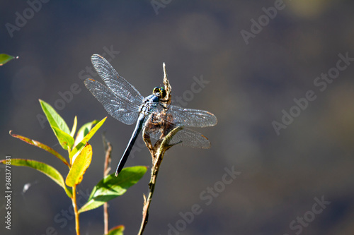 A great blue skimmer dragonfly (Libellula vibrans) resting on a plant with its wings reflecting the sunlight. It is native to US east coast. This is a close up isolated image taken by macro lens. photo