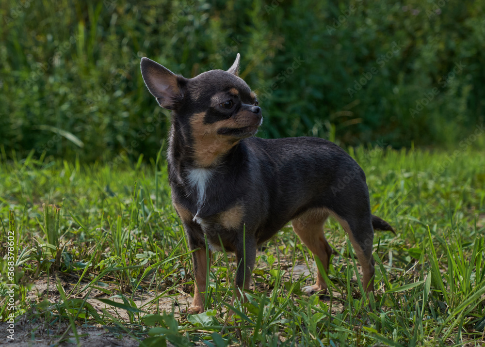 A Golden-brown hairy mixed-breed dog standing on a green meadow on a Sunny day.