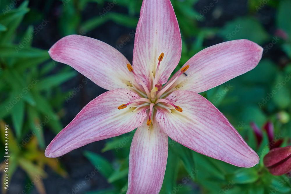 Fototapeta premium Tiger Lily close up in the garden