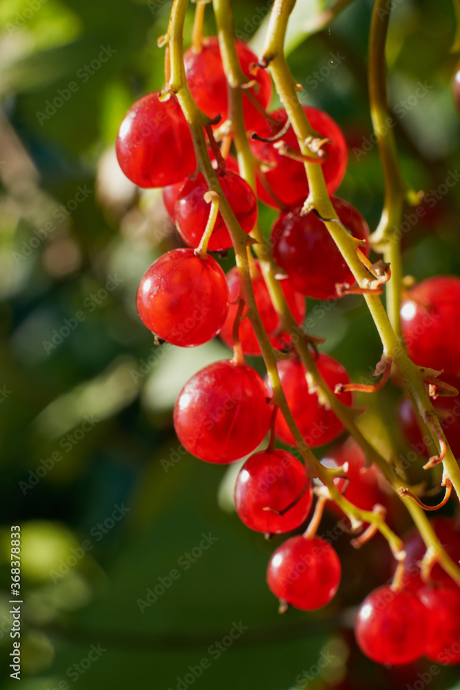 Obraz premium Perfect ripe redcurrants (ribes rubrum) on the branch between green leaves in the sunlight in home garden. Taste of summer