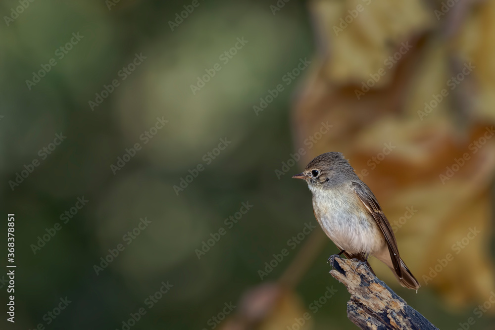 Red-breasted Flycatcher (Ficedula parva). Males have a rusty-orange throat that continues onto the breast. All plumages have a distinctive tail pattern with black terminal bar and white sides. Red-breasted Flycatcher (Ficedula parva). Males have a rusty-orange throat that continues onto the breast. All plumages have a distinctive tail pattern with black terminal bar and white sides.