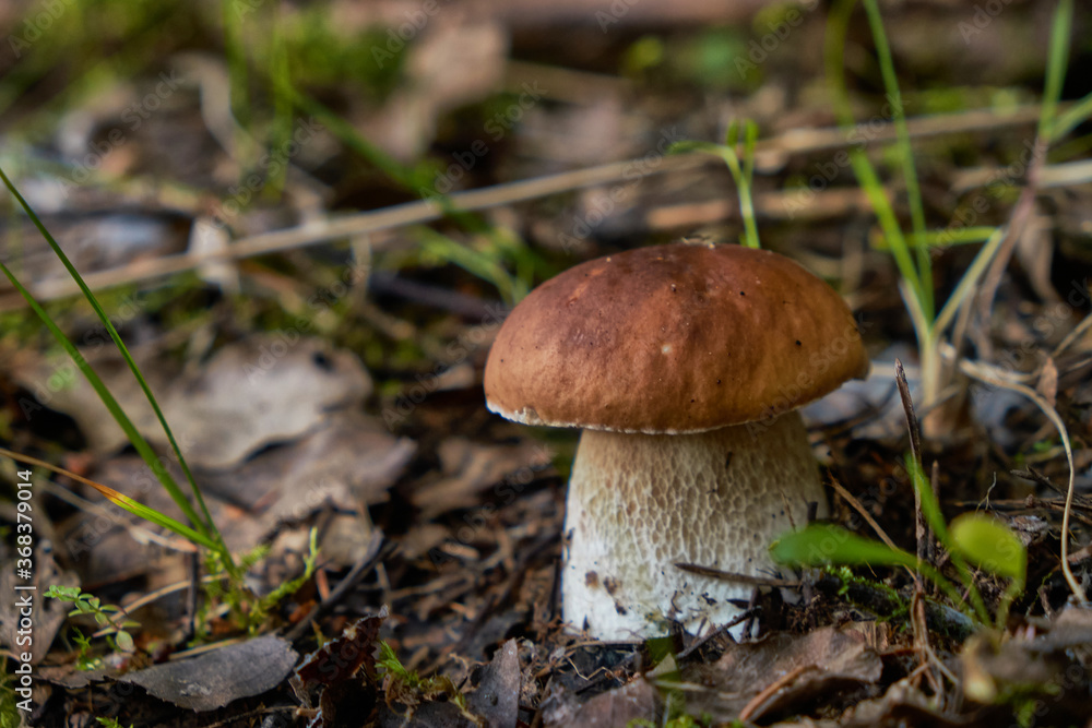 Mushrooms cut in the woods. Mushroom boletus edilus. Popular white Boletus mushrooms in forest. Mushrooms cut in the woods. Mushroom boletus edilus. Popular white Boletus mushrooms in forest.