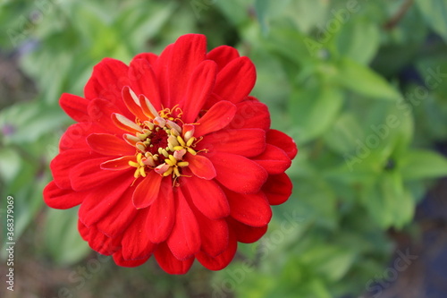 red flower