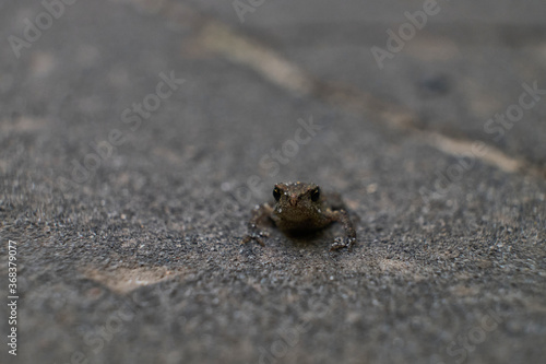 Cope's Gray Treefrog On a Stone