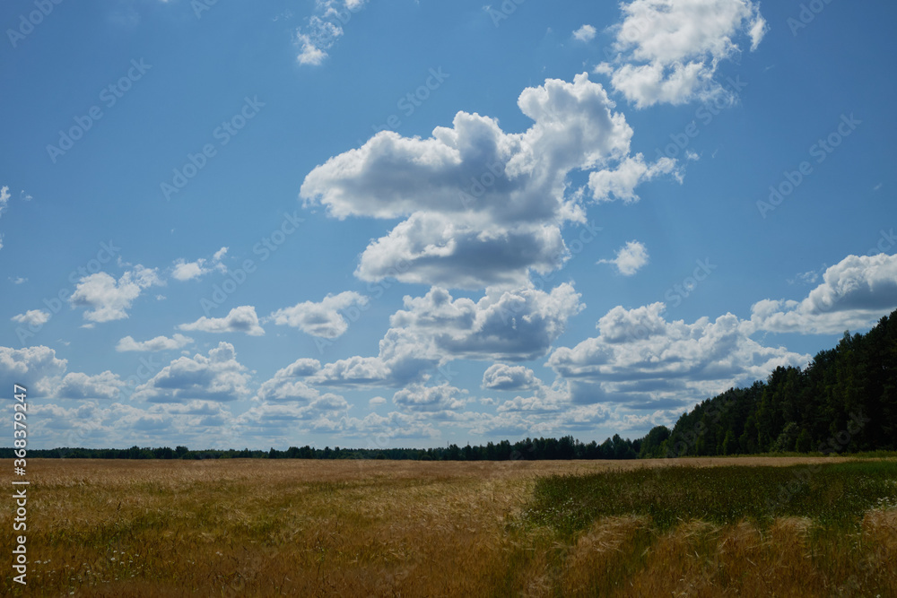 Obraz premium a field of grass and a perfect sky
