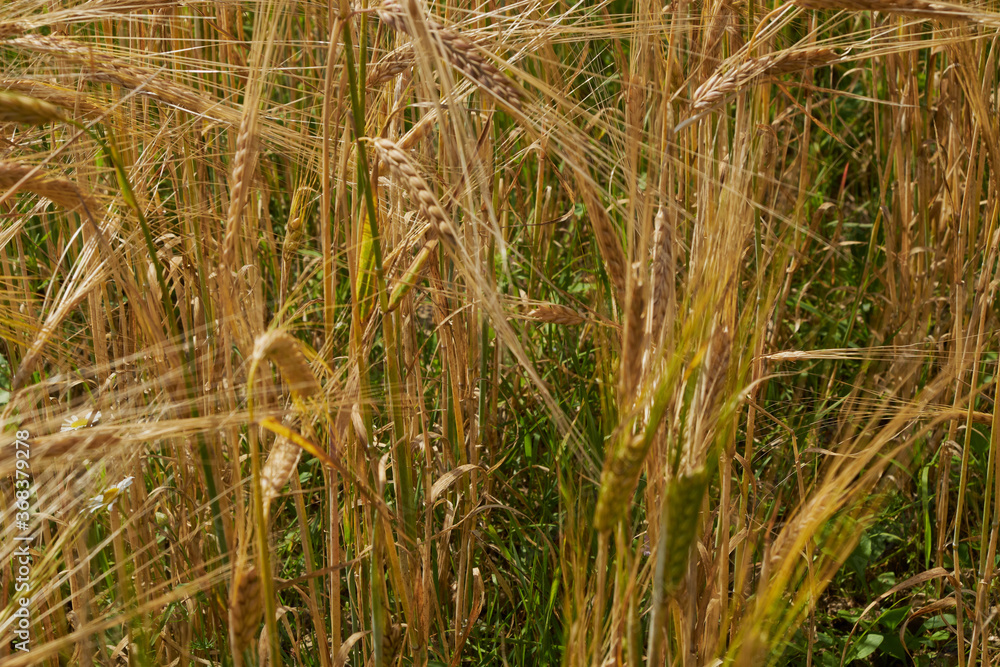 Golden field of wheat and Sunny day Golden field of wheat and Sunny day