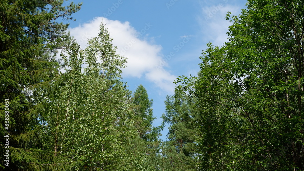 trees and sky